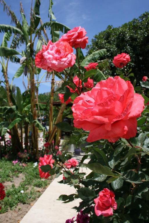 Paradise Garden Gumusluk Evleri Aparthotel Luaran gambar